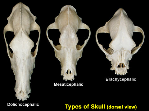 Pekingese skull 2024